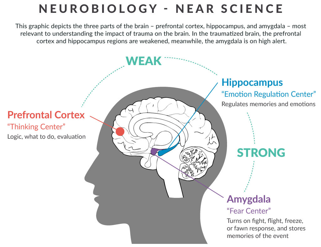 Trauma and Resilience Impact on Neurobiology Graphic 